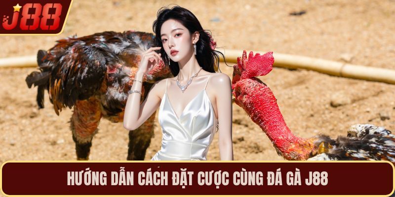 Hướng dẫn cách đặt cược cùng đá gà J88