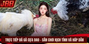 Trực Tiếp Đá Gà Cựa Dao – Sân Chơi Kịch Tính Và Hấp Dẫn